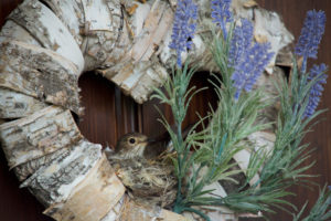 Spotted Flycatcher, Muscicapa striata, nest in door wreath on the entrance door with lavender Spotted Flycatcher, Muscicapa striata, nest in door wreath on the entrance door with lavender